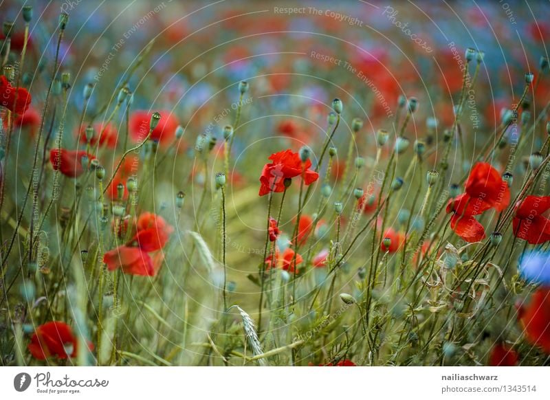 Poppies and cornflowers Summer Sun Environment Nature Plant Flower Blossom Wild plant Meadow Field Fragrance Growth Blue Green Red Romance Peaceful Idyll