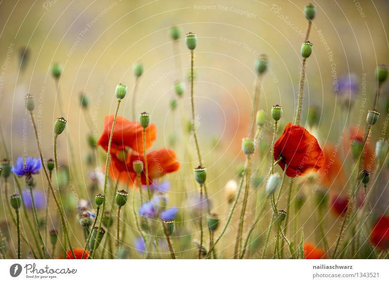 Poppies and cornflowers Summer Sun Environment Nature Plant Flower Wild plant Meadow Field Blossoming Growth Natural Blue Yellow Red Romance Peaceful Idyll