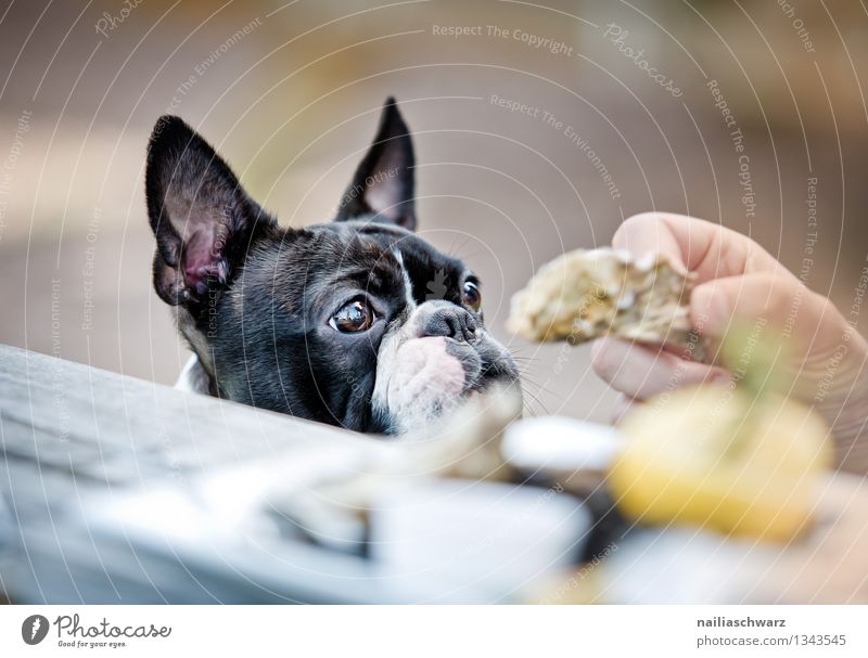 Boston Terrier at the restaurant Bread Finger food Table Restaurant Dog 1 Animal Observe Happiness Delicious Curiosity Cute Sympathy Love of animals Desire