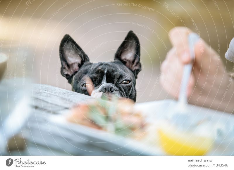 Boston Terrier at the restaurant Table Restaurant Man Adults Dog Observe Looking Wait Brash Happiness Delicious Natural Curiosity Cute Brown Gray Black