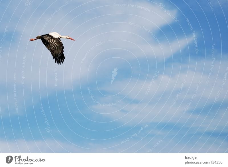 clip flap Stork Bird Clouds White Offspring Pregnant Air Sky Infinity Serene Beautiful Majestic Birth Flying Blue Aviation Wing Tall Above heaven cloud Calm