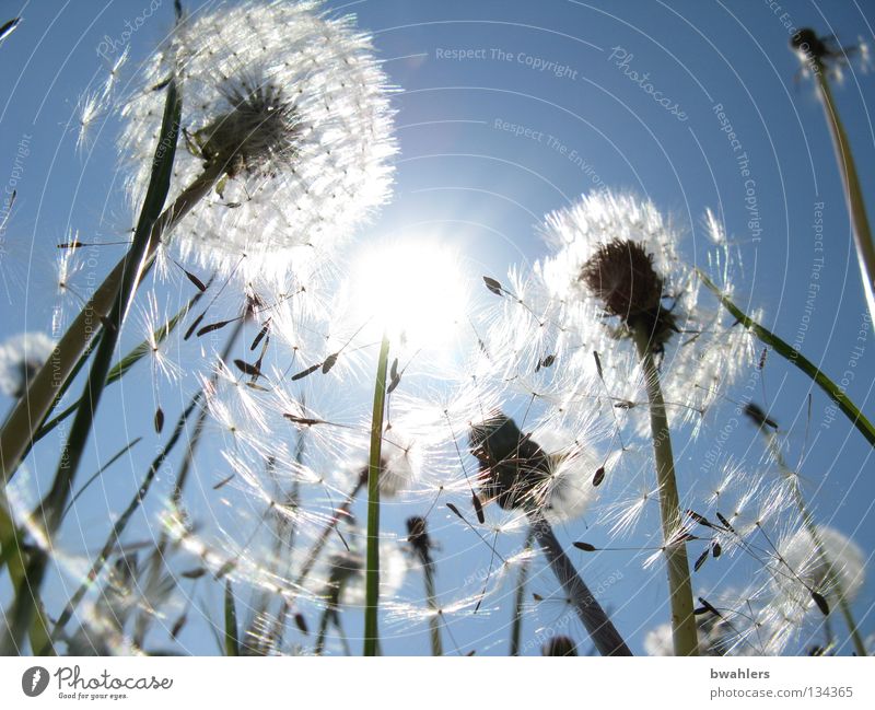 Sun - Umbrella Lighting Dandelion Hat Hover Meadow White Blossom Flower Field Sky Transience Blue Bright Faded Seed Nature Landscape Limp