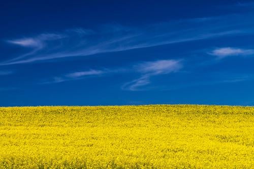 rapsfeld Agriculture Forestry Nature Landscape Plant Clouds Weather Beautiful weather Agricultural crop Field Blue Yellow Canola Mecklenburg-Western Pomerania