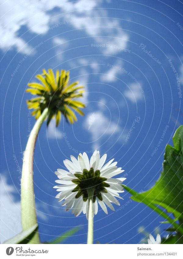 Big brother with dyed hair Dandelion Meadow Daisy Flower White Yellow Green Clouds Stalk Blossom Blossom leave Large Small 2 Curved Worm's-eye view Envy