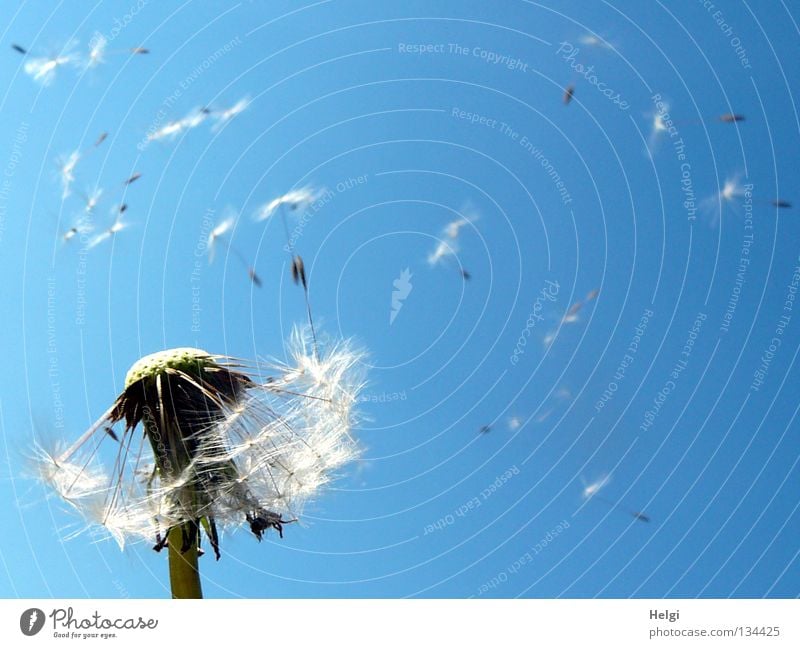 Dandelion with flying seeds Flower Blow Multiple Sow Summer Spring May Clouds Plant Blossoming Meadow Wayside Growth Grown Side by side Long Thin Disheveled