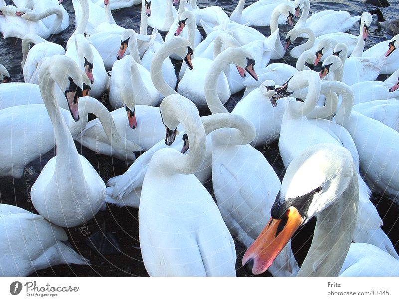 I'm swaying. Swan White Feeding Transport waterfowl Neck