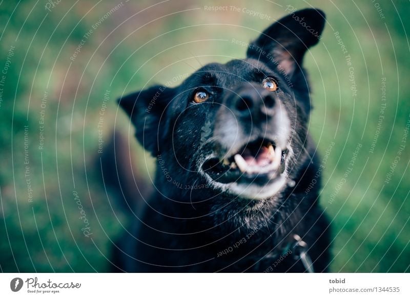 Spreedorado | WUFF ! Pet Dog Animal face Pelt 1 Observe Friendliness Happy Cuddly Black Old Gray Sit Lawn Meadow Expectation floppy ears Colour photo