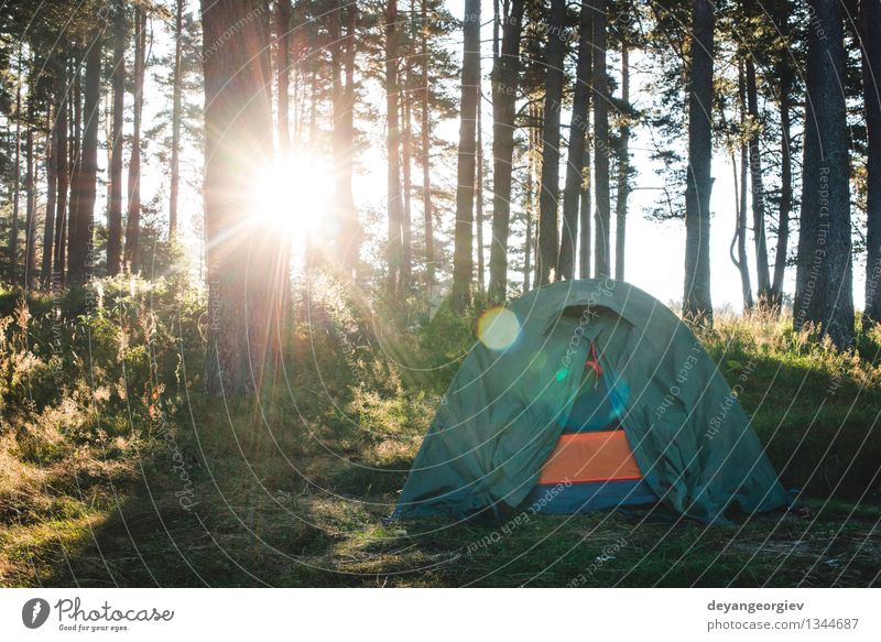 Tent in the forest on sunlight. Beautiful Relaxation Leisure and hobbies Vacation & Travel Tourism Trip Adventure Camping Summer Sun Hiking Nature Landscape