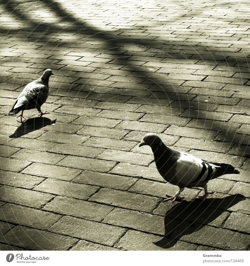 Schmidt'sche does not greet any more ... Sidewalk Furrow Pigeon Oncoming traffic Salutation Hello Tree Back-light Bird Street Stone Seam Date