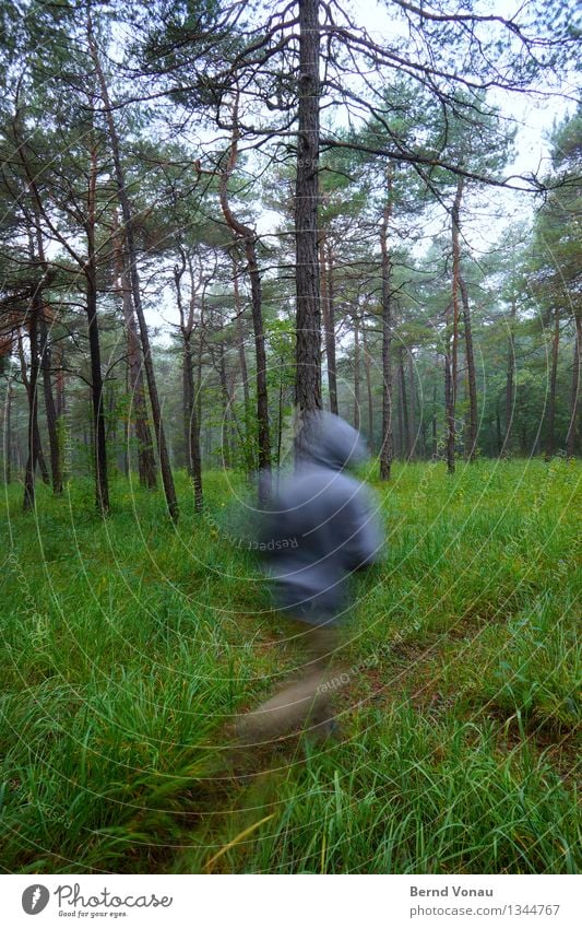hasty Sports Fitness Sports Training Jogging Human being 1 45 - 60 years Adults Environment Nature Landscape Plant Tree Grass Forest Beautiful Pine needle