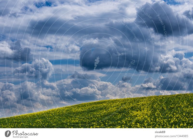 rapsfeld Agriculture Forestry Nature Landscape Clouds Spring Field Blue Idyll Calm Canola Canola field outlook Vantage point Thuringia Thueringer Wald Germany