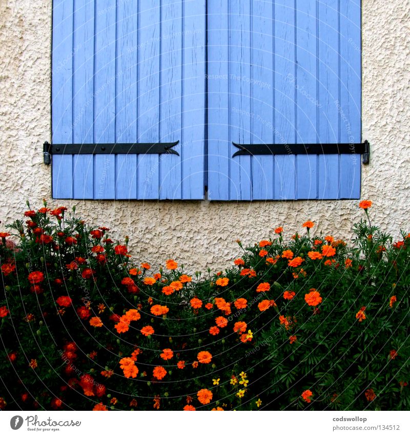 les volets bleus Shutter Provence France Hinge Detail Household there Orange oeillet window flowers shutters carnation blue Dianthus