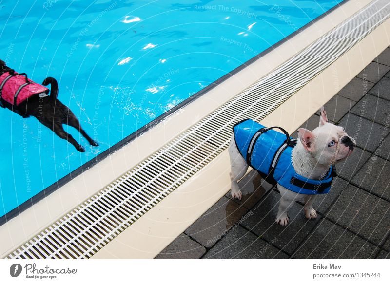 Life jacket testing. Swimming & Bathing Playing Aquatics Swimming pool Animal Pet Dog 2 Relaxation Fitness Sports Wait Athletic Fresh Together Cold Small Wet
