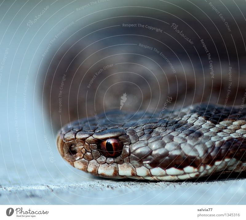 dangerous proximity Animal Wild animal Snake Animal face Scales Snake eyes Viper Adder 1 Observe Athletic Disgust Exotic Brown Bizarre Threat Reptiles Eyes