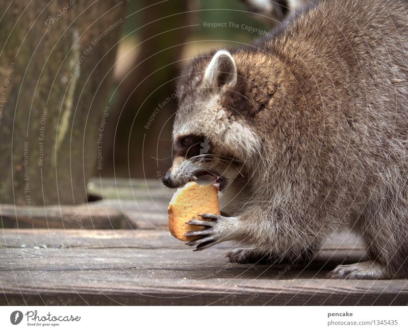 Crunchy Crunchy Crunchy... Nature Park Animal Wild animal 1 Eating Joy Passion Funny Raccoon Set of teeth Baked goods Beautiful Pelt Paw To feed Colour photo