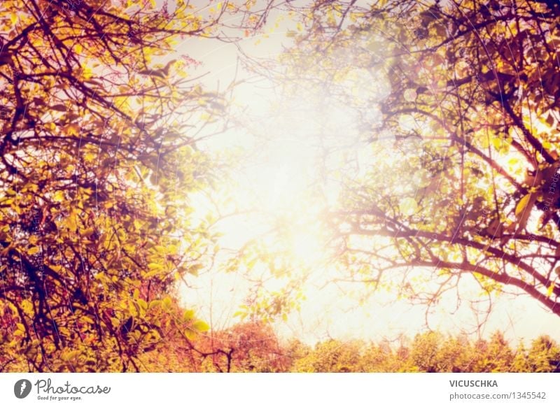 Autumn sun through the leaves, blurred Design Garden Nature Plant Beautiful weather Tree Park Yellow Background picture Sunset Autumnal Autumn leaves