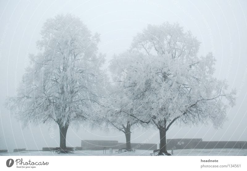 three trees - winter is gone! Winter Fog Tree Cold White Places Gloomy Bucket Bench Frost Snow Branch