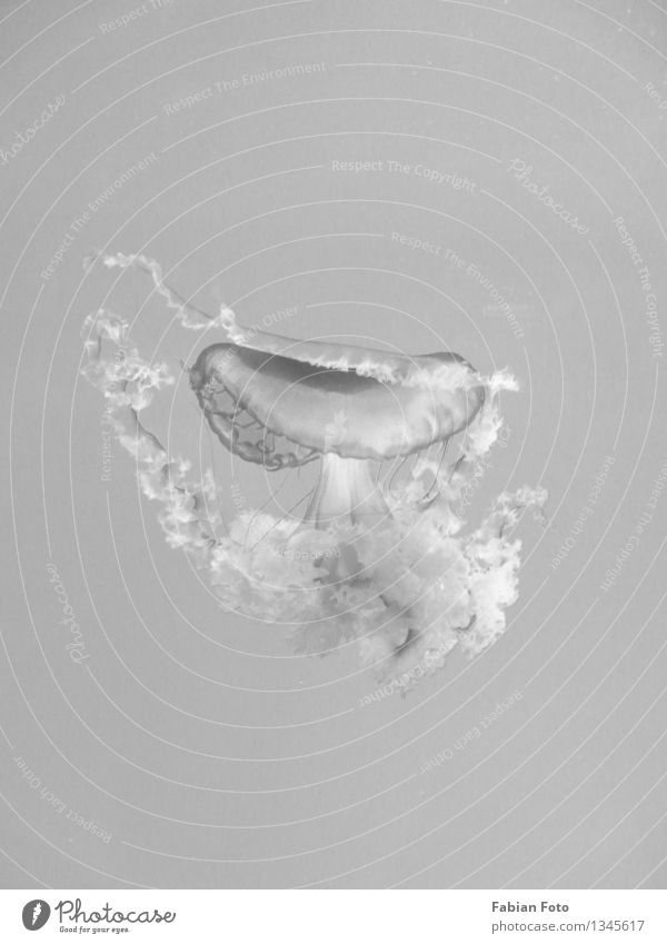 Jellyfish sw Ocean Water Underwater photo Underwater aquarium Underwater camera Aquarium Dive Soft Gray Abstract Flat 2D Black & white photo