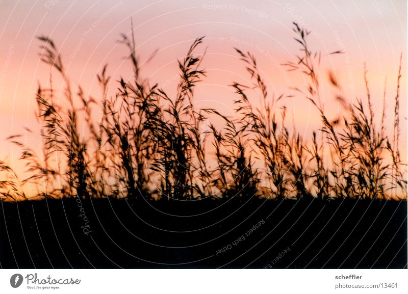 Grass against the light Sunset Meadow Sky