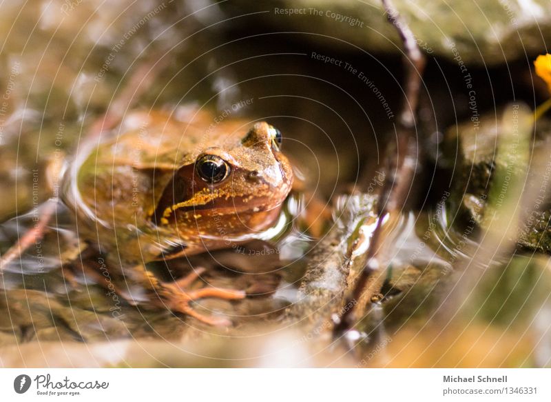 brown frog Autumn Brook Animal Frog 1 Cold Natural Curiosity Brown Peaceful Attentive Watchfulness Freedom Nature Colour photo Close-up Shallow depth of field
