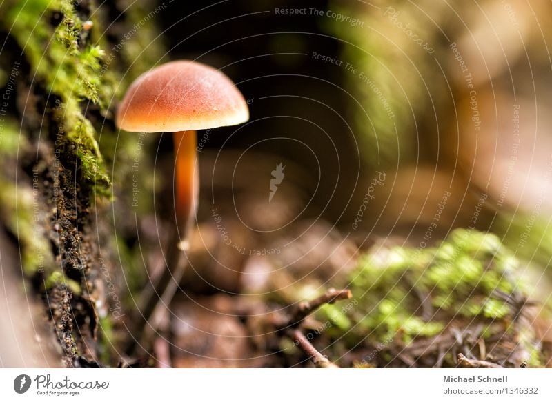 Lonely Mushroom Environment Nature Thin Small Strong Loneliness Pride Colour photo Exterior shot Close-up Macro (Extreme close-up) Deserted Copy Space right Day