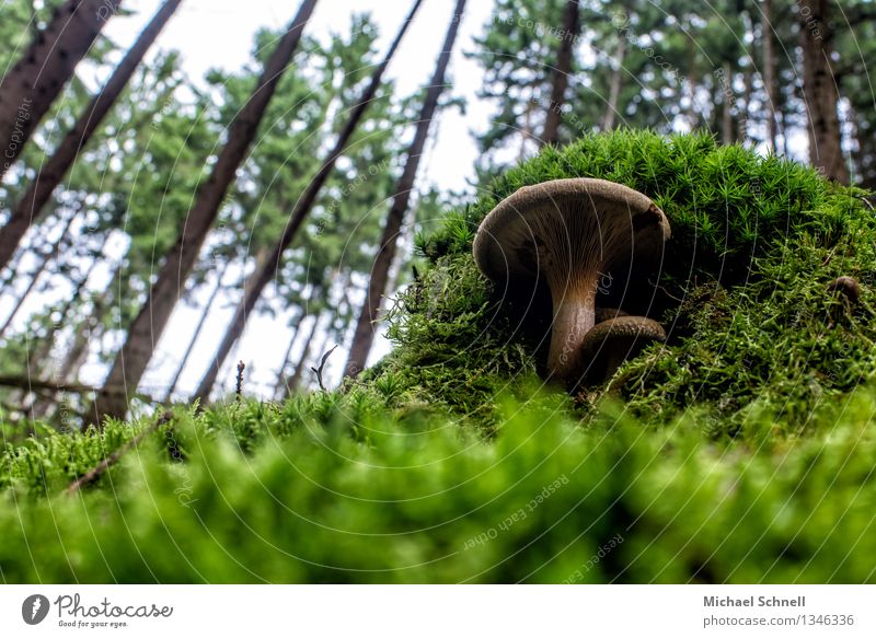 Big mushroom - very small Environment Nature Landscape Mushroom Bald Krempling Forest Authentic Simple Large Small Natural Positive Brown Green Power Might
