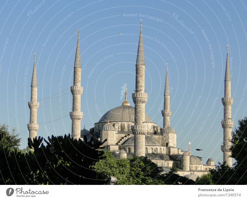 The Blue Mosque Far-off places Sightseeing City trip Summer Summer vacation Architecture Cloudless sky Istanbul Turkey Port City Downtown Old town Skyline