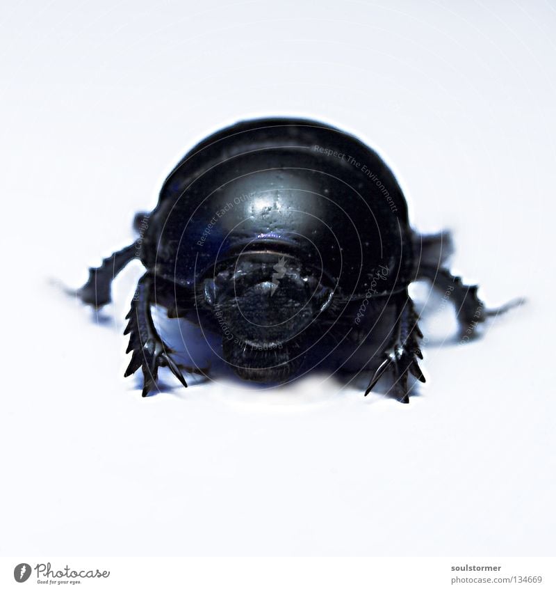 Big Beetle Isolated Image Insect Light Background picture Dangerous Appetite Stand Evil Armor-plated armoured beetle dung beetle Black & white photo Legs Mouth