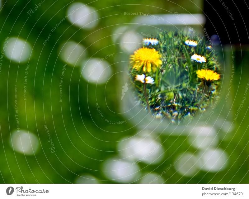 World in the lens Flower Meadow Daisy Grass Blade of grass Green Yellow Spring Summer Growth Relaxation lowen tooth Wild animal Magnifying glass Lens Glass wise
