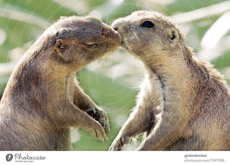is this love? Animal Pelt Paw 2 Love Cuddly Spring fever Love of animals Infatuation Romance kiss Kissing Valentine's Day Colour photo Exterior shot