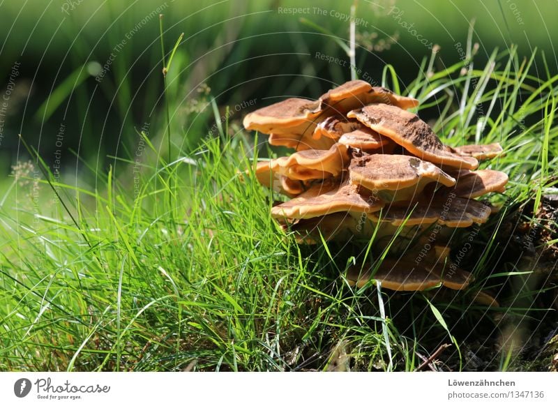 happy mushrooms... Nature Plant Autumn Beautiful weather Grass Mushroom Tree fungus Blade of grass Growth Happiness Natural Brown Green Black Moody Discover