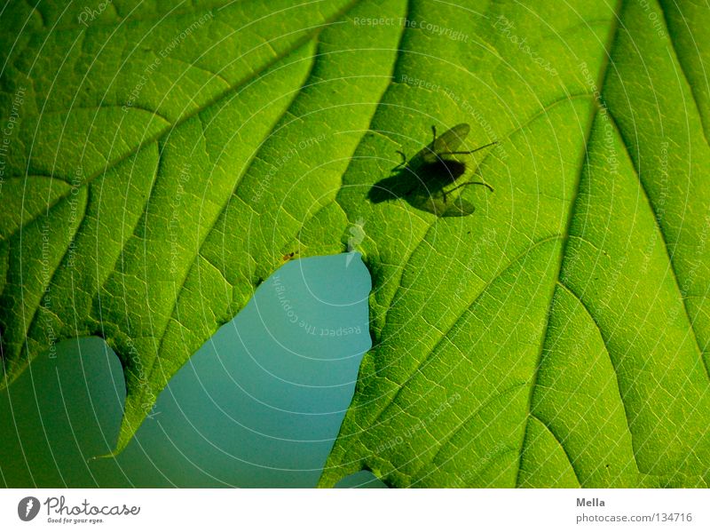 Fly Spring II Blowfly Silhouette Leaf Maple tree Green Insect Rachis Painting and drawing (object) Lighting Tree Transparent Under puck Shadow Blue Contrast