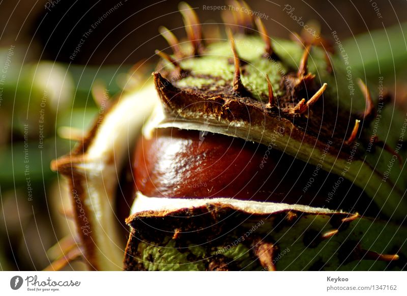 Chestnut in autumn Nature Plant Autumn Tree Garden Park Forest Esthetic Fresh Beautiful Wild Brown Green Colour photo Close-up Day Sunlight