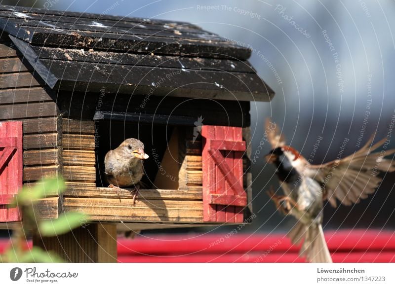 sparrow feeding Animal Bird Sparrow 2 Birdhouse Flying To feed Feeding Curiosity Cute Blue Brown Red Black Enthusiasm Life Nerviness Considerate Nature