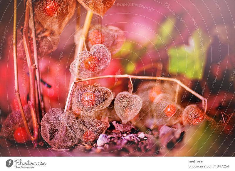 Physalis net Food Tropical fruits Fruit Elegant Style Environment Nature Earth Autumn Beautiful weather Plant Bushes Ivy Agricultural crop Wild plant Exotic