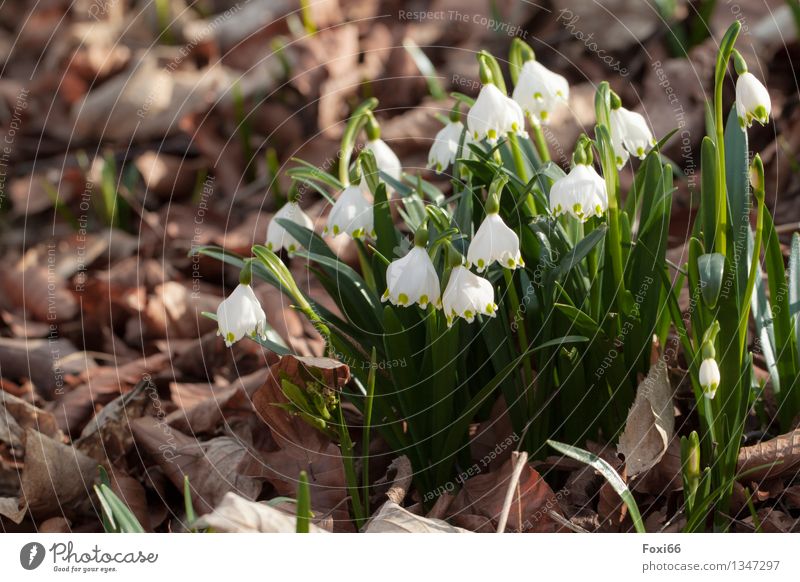March cup Nature Plant Spring Beautiful weather Flower Wild plant Spring snowflake Leaf Meadow Forest Hiking Fragrance Small Brown Green White Power
