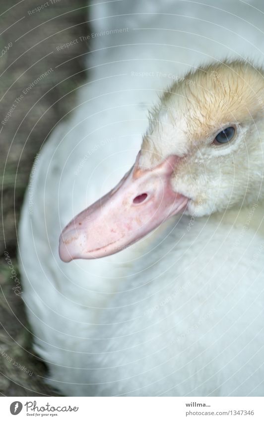 blue eyes Duck Duck bill Plumed Fuzz Aylesbury Duck Baby animal Yellow Pink White Eye colour Blue Eyes Colour photo Exterior shot