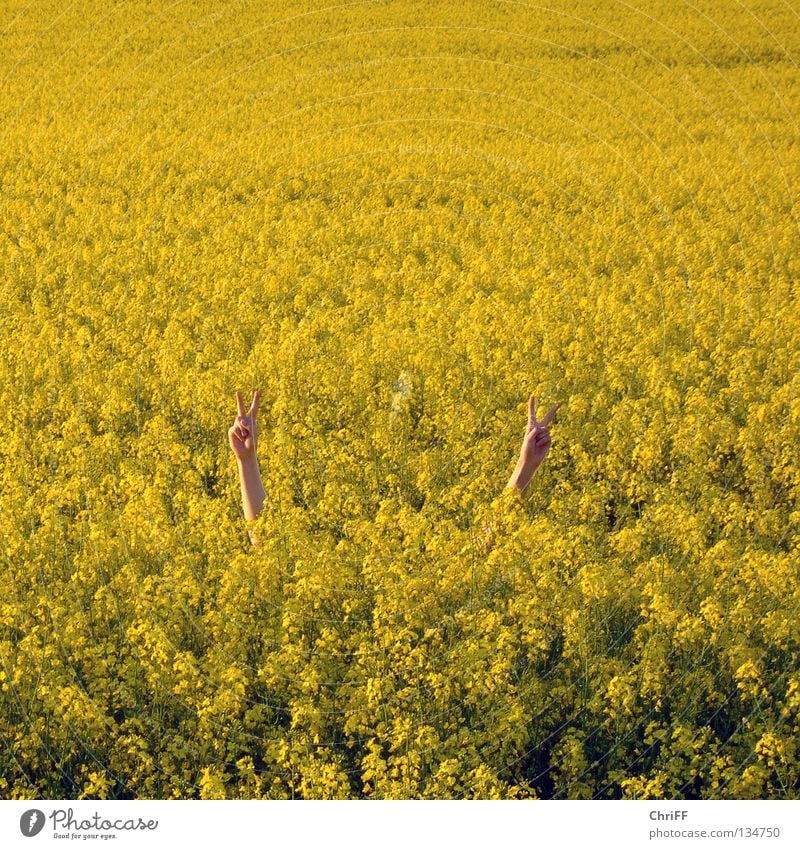 Peace in Rapsfeld I Canola Hand Gesture Field Canola field Yellow Spring Blossoming Nature Arm