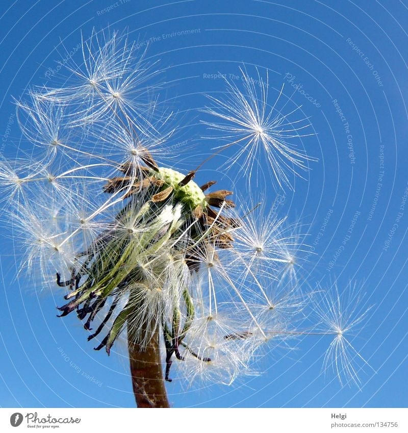 Close up of a dandelion in front of a blue sky Flower Dandelion Blow Multiple Sow Summer Spring May Plant Blossoming Meadow Wayside Growth Grown Together