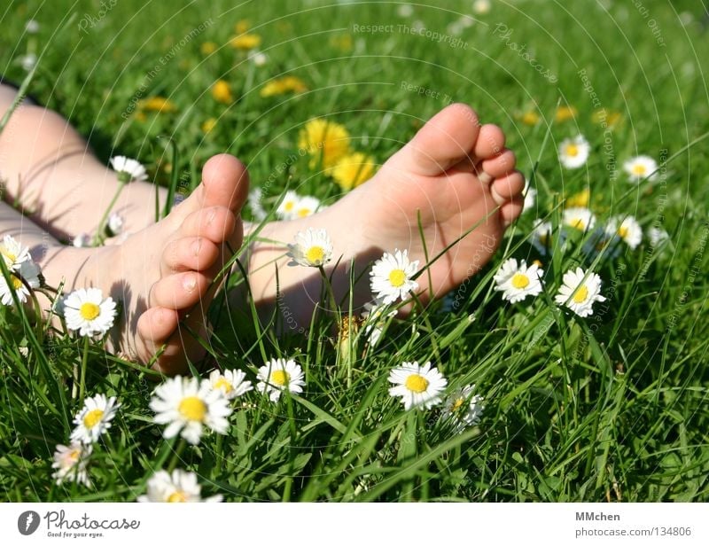 pedicure Grass Meadow Field Multicoloured Summer Flower Daisy Stalk Blade of grass Relaxation Rest Sleep Sunbathing Toes Sole of the foot Barefoot Wellness
