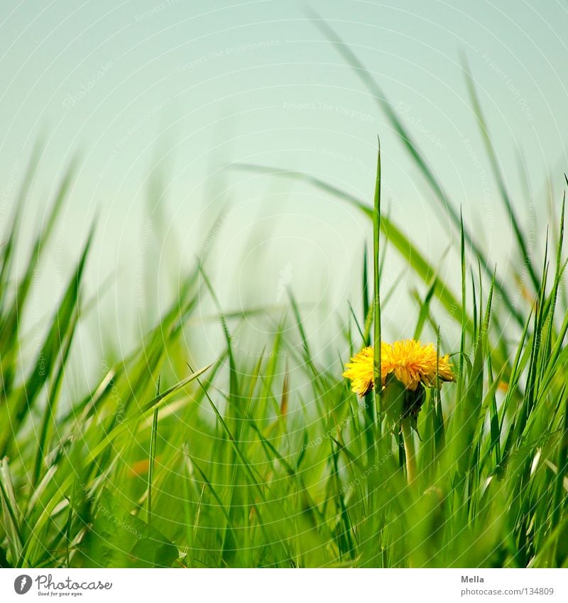 Dandelion! Environment Nature Plant Spring Flower Grass Blossom Meadow Blossoming Growth Happiness Natural Blue Yellow Green Loneliness Happy Perspective