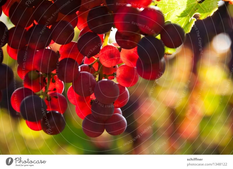Pinot Noir pour toi Plant Agricultural crop Sweet Red wine Vine Bunch of grapes Wine Vineyard Wine growing Vine leaf Exterior shot Deserted
