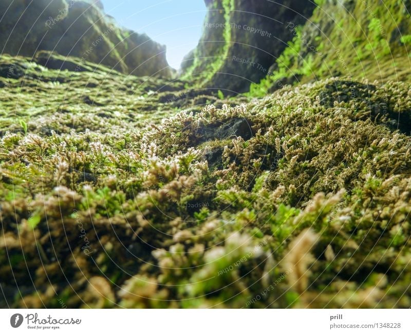 vegetation in Iceland Herbs and spices Nature Plant Moss Leaf Blossom Stone Soft Green detail reason Natural Overgrown Botany flat angle thriving Ground Milled