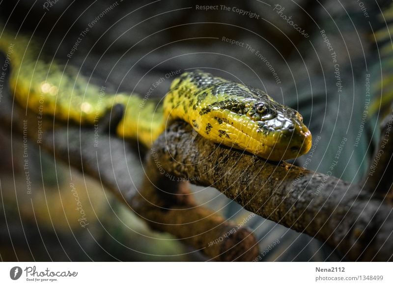 Down the branch... Environment Nature Animal 1 Aggression Threat Dark Creepy Wild Yellow Fear Fear of death Dangerous Stress Nerviness Respect Snake Meandering