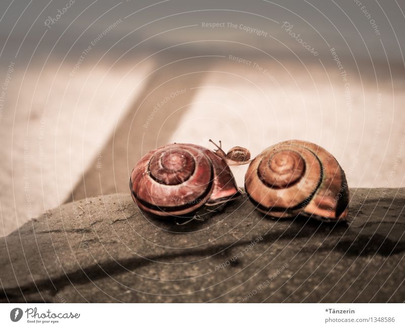 baby gymnastics Animal Snail baby snail 3 Animal family Sports Happiness Brown Joy Together Love of animals Dependability Contentment Help Ease Team