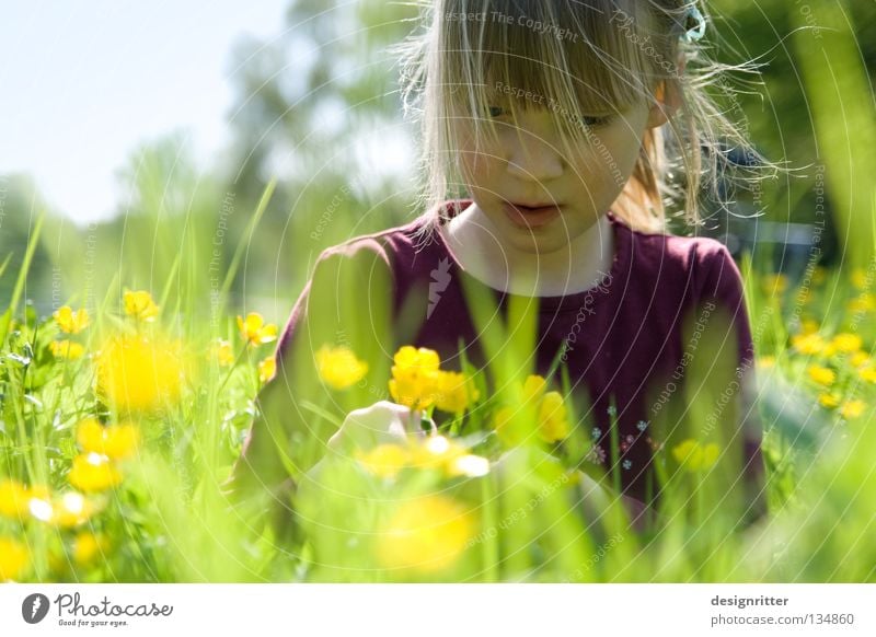 Submerged Child Girl Flower Spring Summer Physics Meadow Grass Healthy Pollen Blossom Animal Insect Tick Dreamily Dive Harmonious Search Find Dandelion Harvest
