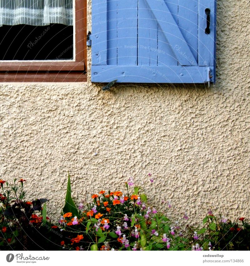 le gymnase de marie Shutter Provence Drape France Hinge Window frame Detail Household garden there curtains Orange oeillet window flowers shutters carnation