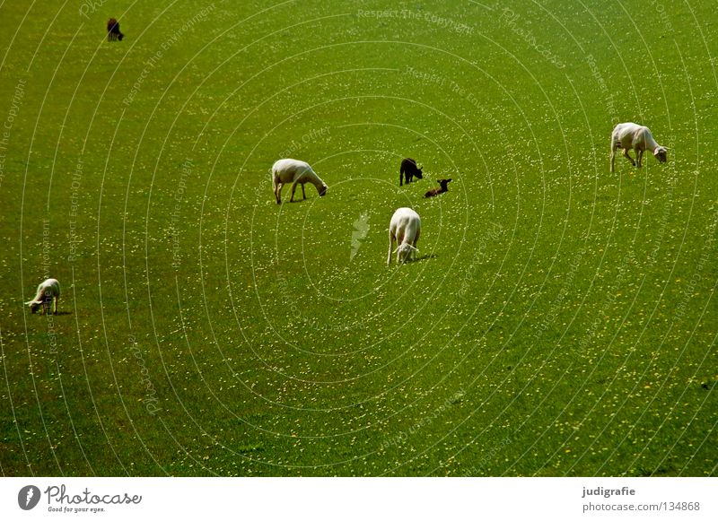 White sheep | Black sheep Sheep Dike Meadow Grass Daisy Environment Wool Delicate Small To feed Animal Mammal Pet Colour Beach Coast Lamb white sheep North Sea