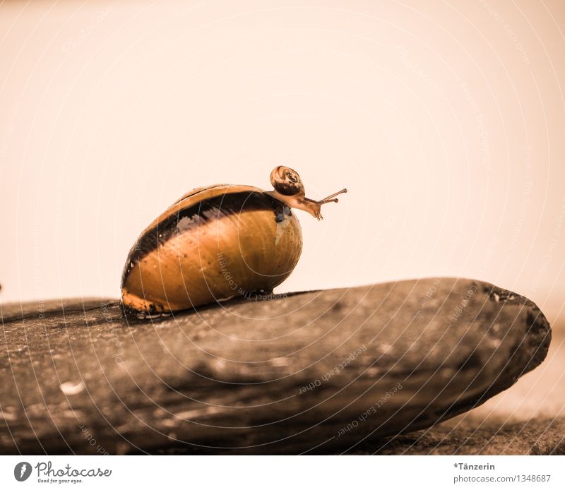 Baby gymnastics II Nature Animal Wild animal Snail 2 Baby animal Animal family Discover Crawl Looking Playing Happiness Curiosity Cute Brown Brave