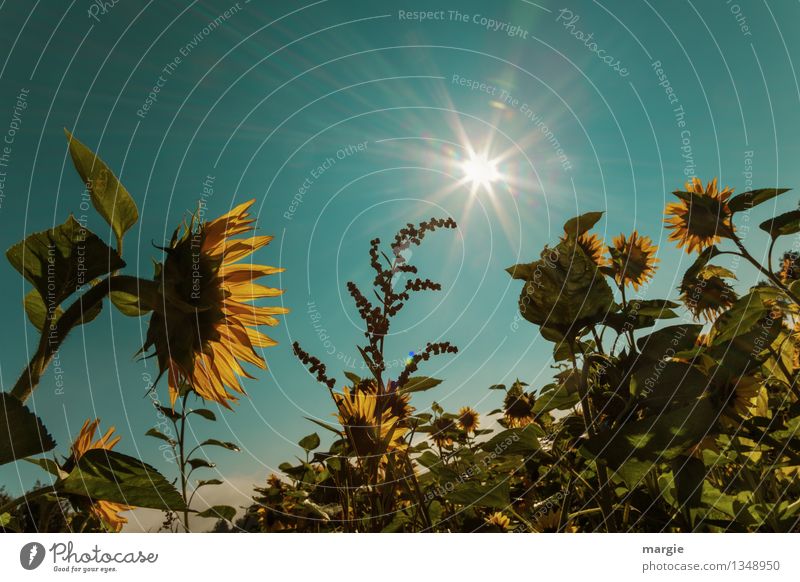 Sun - flowers with blue sky and sunrays Environment Nature Landscape Plant Animal Sky Cloudless sky Summer Autumn Flower Bushes Leaf Blossom Sunflower field